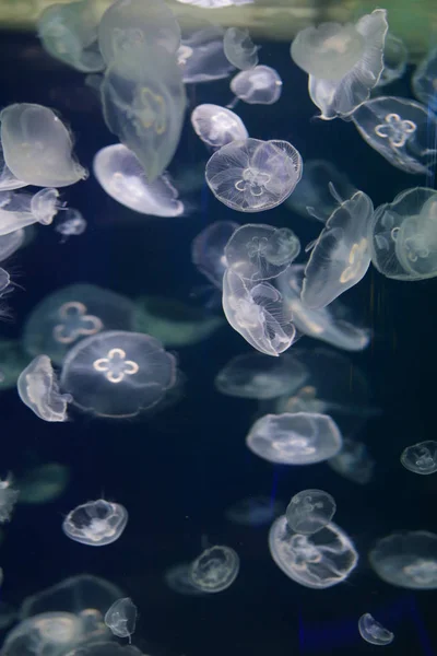 Alforreca Bonita Medusa Luz Néon Com Peixes Vida Subaquática Medusas — Fotografia de Stock