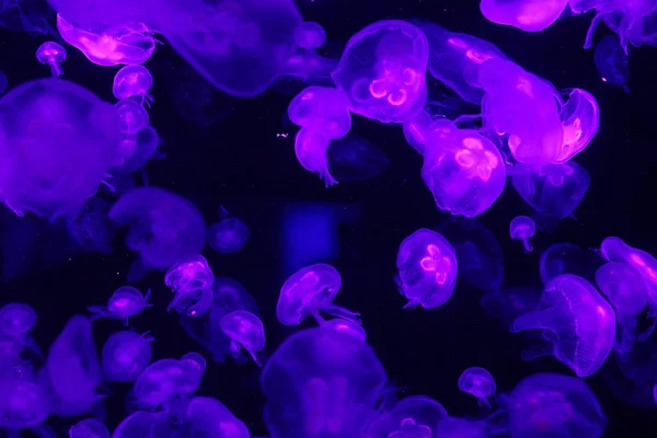Gyönyörű Medúza Neon Fényben Hallal Medusa Víz Alatti Élet Óceáni — Stock Fotó