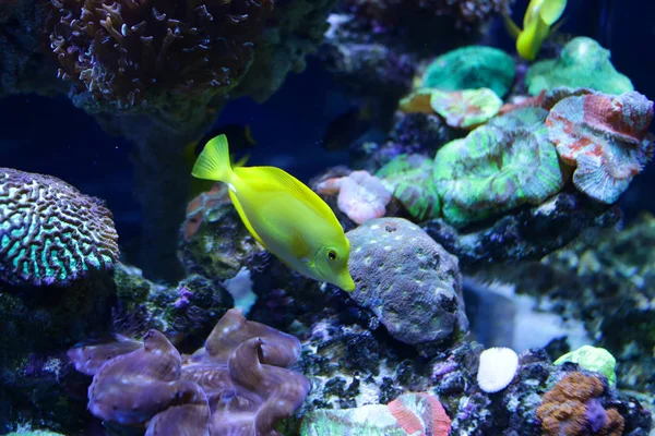 Beautiful colored fish in the water. Underwater world