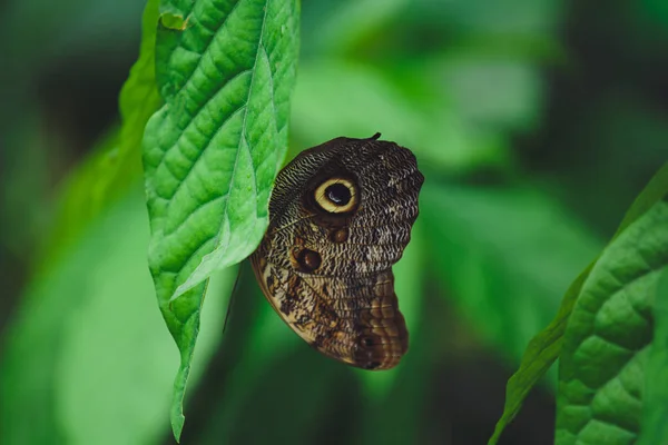 Schöner Schmetterling Sitzt Auf Den Grünen Blättern Eines Astes Nahaufnahme — Stockfoto