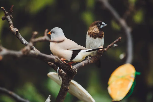 Deux Beaux Oiseaux Amadins Sont Assis Sur Les Feuilles Vertes — Photo