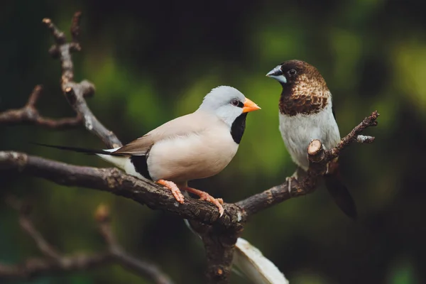 Zwei Wunderschöne Vogelamadinen Sitzen Auf Den Grünen Blättern Eines Astes — Stockfoto