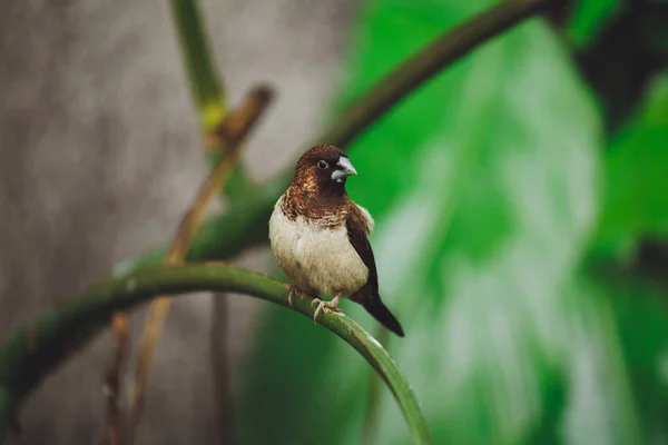 Bel Oiseau Amadina Est Assis Sur Les Feuilles Vertes Une — Photo