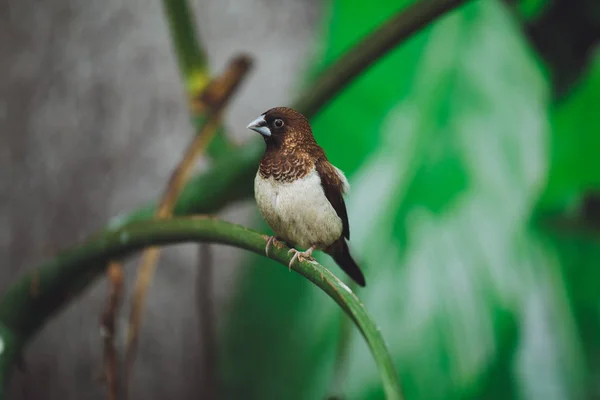 Der Schöne Amadina Vogel Sitzt Auf Den Grünen Blättern Eines — Stockfoto