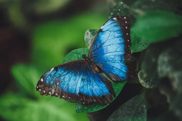 Όμορφη Πεταλούδα Κάθεται Στα Πράσινα Φύλλα Ενός Κλαδί Δέντρου Γκρο — Φωτογραφία Αρχείου