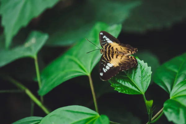 Borboleta Bonita Senta Nas Folhas Verdes Galho Árvore Close — Fotografia de Stock