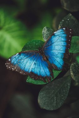 Güzel kelebek bir ağaç dalı yeşil yaprakları üzerinde oturur. Close 
