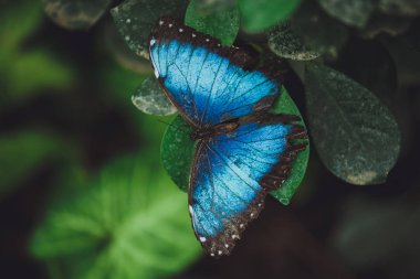 Güzel kelebek bir ağaç dalı yeşil yaprakları üzerinde oturur. Close 