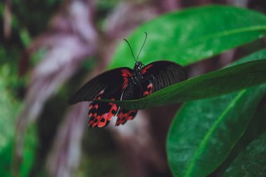 Güzel kelebek bir ağaç dalı yeşil yaprakları üzerinde oturur. Close 