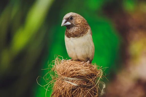 Bel Oiseau Amadina Est Assis Sur Les Feuilles Vertes Une — Photo