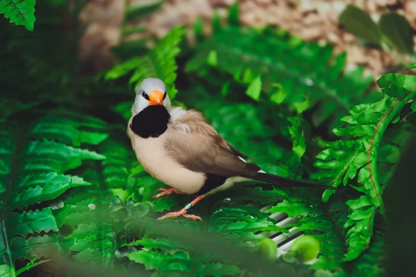 Der Schöne Amadina Vogel Sitzt Auf Den Grünen Blättern Eines — Stockfoto