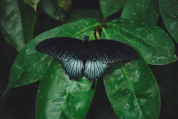 Όμορφη Πεταλούδα Κάθεται Στα Πράσινα Φύλλα Ενός Κλαδί Δέντρου Γκρο — Φωτογραφία Αρχείου