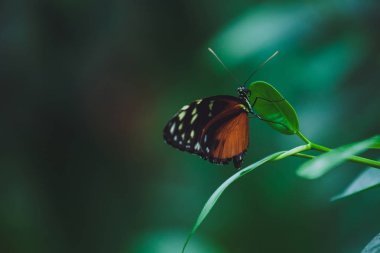 Güzel kelebek bir ağaç dalı yeşil yaprakları üzerinde oturur. Close