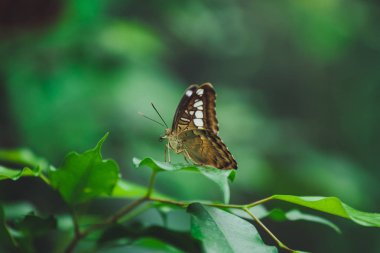 Güzel kelebek bir ağaç dalı yeşil yaprakları üzerinde oturur. Close