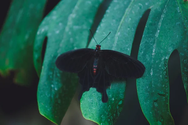 Borboleta Bonita Senta Nas Folhas Verdes Galho Árvore Close — Fotografia de Stock