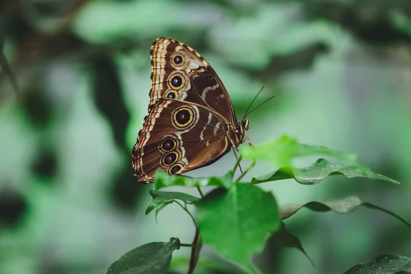 美丽的蝴蝶坐在树枝上的绿叶上 — 图库照片