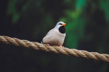 Güzel amadina kuşu bir ağaç dalı yeşil yaprakları üzerinde oturur. Close