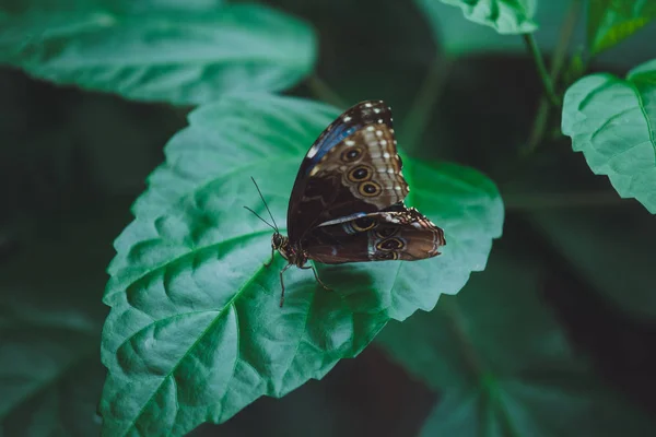 Borboleta Bonita Senta Nas Folhas Verdes Galho Árvore Close — Fotografia de Stock