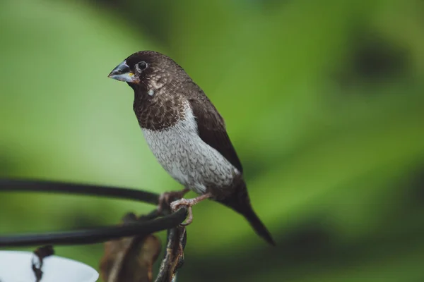 Bel Oiseau Amadina Est Assis Sur Les Feuilles Vertes Une — Photo