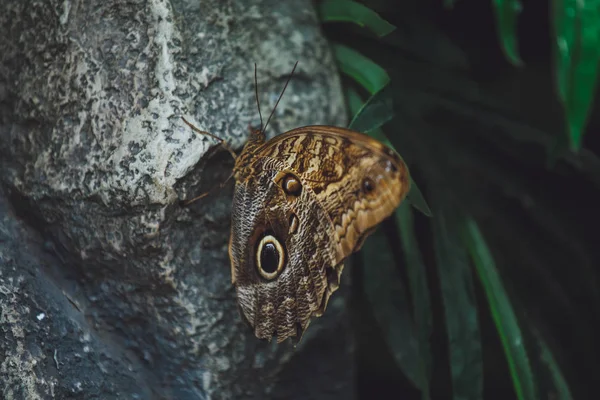 Krásný Motýl Sedí Zelených Listech Větve Stromu Close — Stock fotografie
