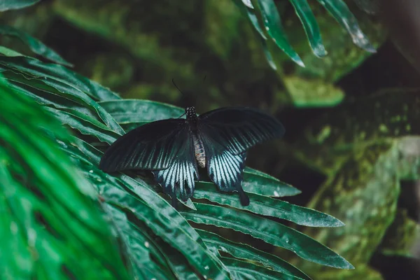 Gyönyörű Pillangó Zöld Levelei Egy Közeli — Stock Fotó