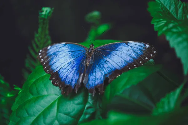 Borboleta Bonita Senta Nas Folhas Verdes Galho Árvore Close — Fotografia de Stock