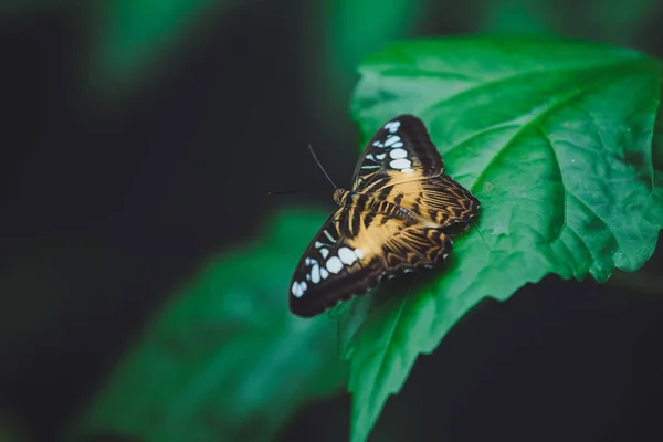 Borboleta Bonita Senta Nas Folhas Verdes Galho Árvore Close — Fotografia de Stock