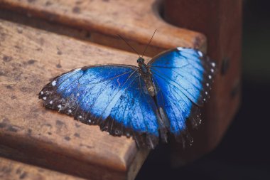 Güzel kelebek bir ağaç dalı yeşil yaprakları üzerinde oturur. Close