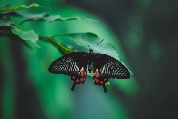 Borboleta Bonita Senta Nas Folhas Verdes Galho Árvore Close — Fotografia de Stock