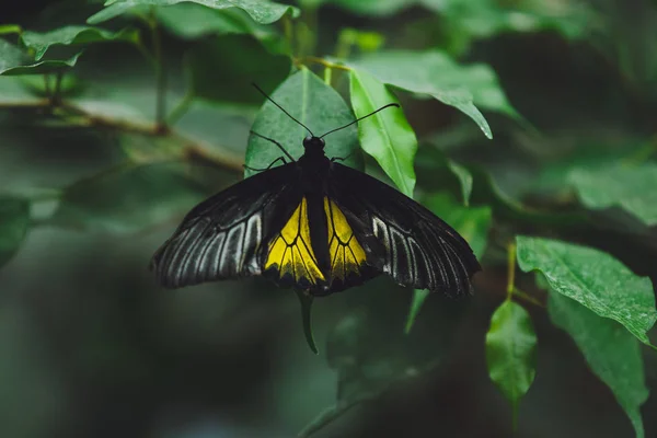 Hermosa Mariposa Sienta Las Hojas Verdes Una Rama Árbol Primer —  Fotos de Stock