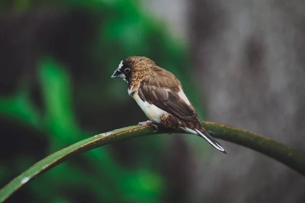 Bel Oiseau Amadina Est Assis Sur Les Feuilles Vertes Une — Photo