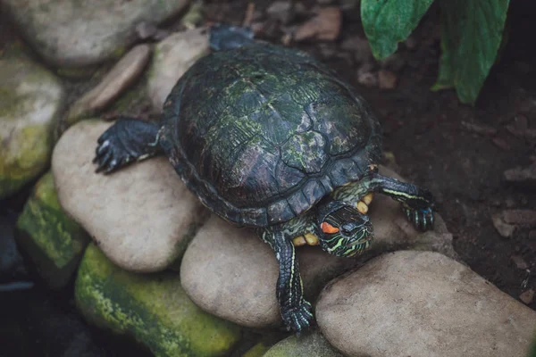 Beautiful Turtle Lies Stones Close — Stock Photo, Image