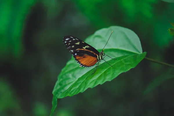 Mooie Vlinder Zit Groene Bladeren Van Een Boom Tak Close — Stockfoto