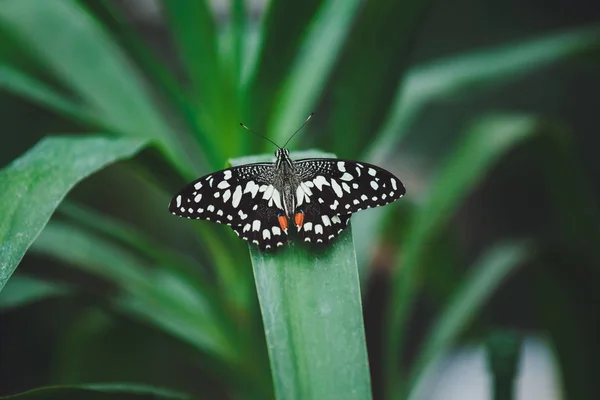 Beau Papillon Assis Sur Les Feuilles Vertes Une Branche Arbre — Photo
