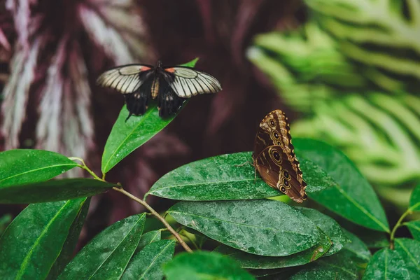 Hermosa Mariposa Sienta Las Hojas Verdes Una Rama Árbol Primer —  Fotos de Stock