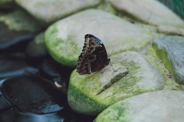 Güzel kelebek bir ağaç dalı yeşil yaprakları üzerinde oturur. Close