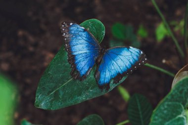 Güzel kelebek bir ağaç dalı yeşil yaprakları üzerinde oturur. Close