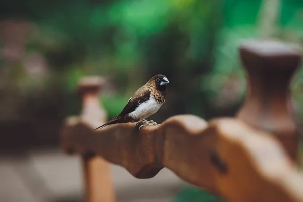 Bel Oiseau Amadina Est Assis Sur Les Feuilles Vertes Une — Photo