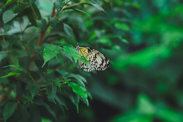 Borboleta Bonita Senta Nas Folhas Verdes Galho Árvore Close — Fotografia de Stock