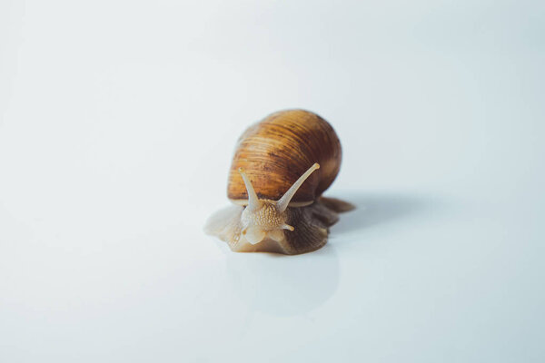 Beautiful snail isolated on white background