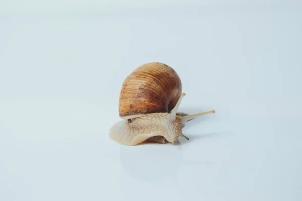 美丽的蜗牛孤立在白色背景 — 图库照片