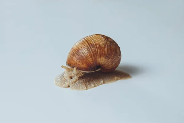 Caracol Bonito Isolado Fundo Branco — Fotografia de Stock