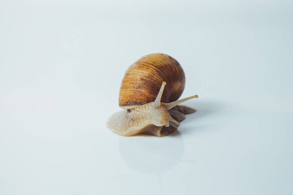 Beautiful snail isolated on white background