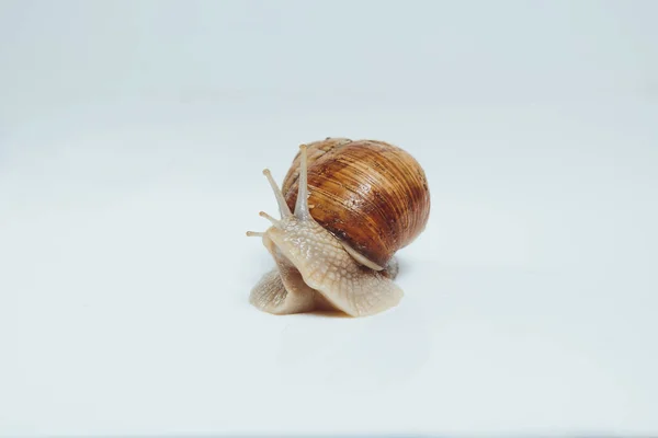 Beautiful Snail Isolated White Background — Stock Photo, Image