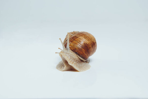 Beautiful snail isolated on white background