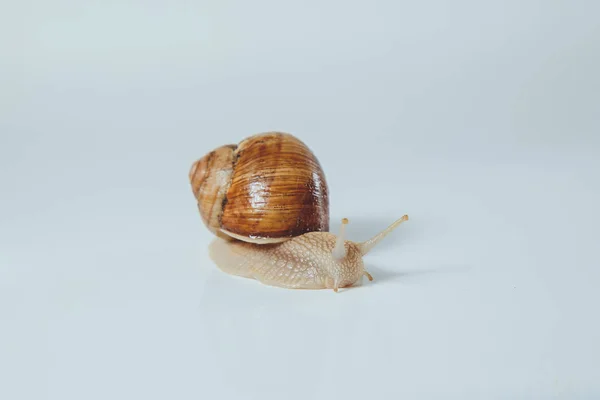 Caracol Bonito Isolado Fundo Branco — Fotografia de Stock