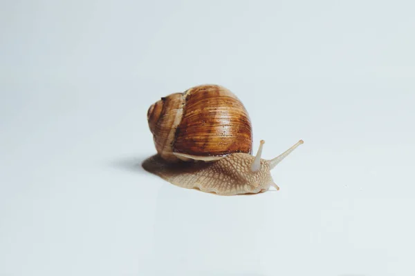 美丽的蜗牛孤立在白色背景 — 图库照片