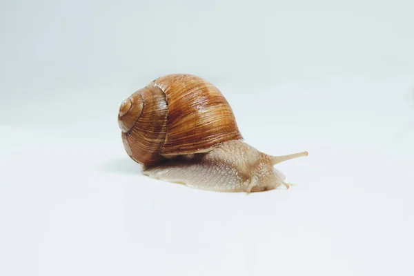 Beautiful Snail Isolated White Background — Stock Photo, Image