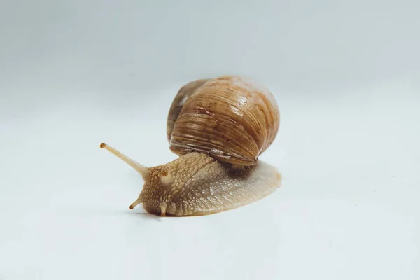 Schöne Schnecke Isoliert Auf Weißem Hintergrund — Stockfoto