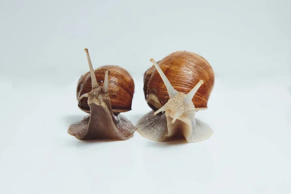 Deux Beaux Escargots Isolés Sur Fond Blanc — Photo